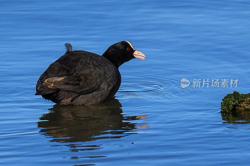 Fulica Atra子林奈。